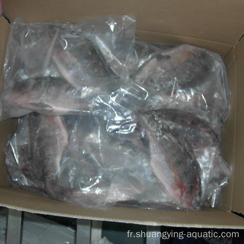 Tilapia Frozen Fish entier Round 500-800g Échec pour l&#39;échelle